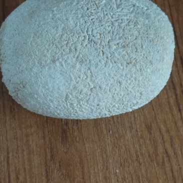 狗身上的狗宝