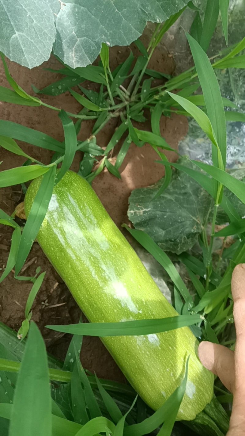 陕西省咸阳市淳化县方里镇冯寨村油西葫芦
