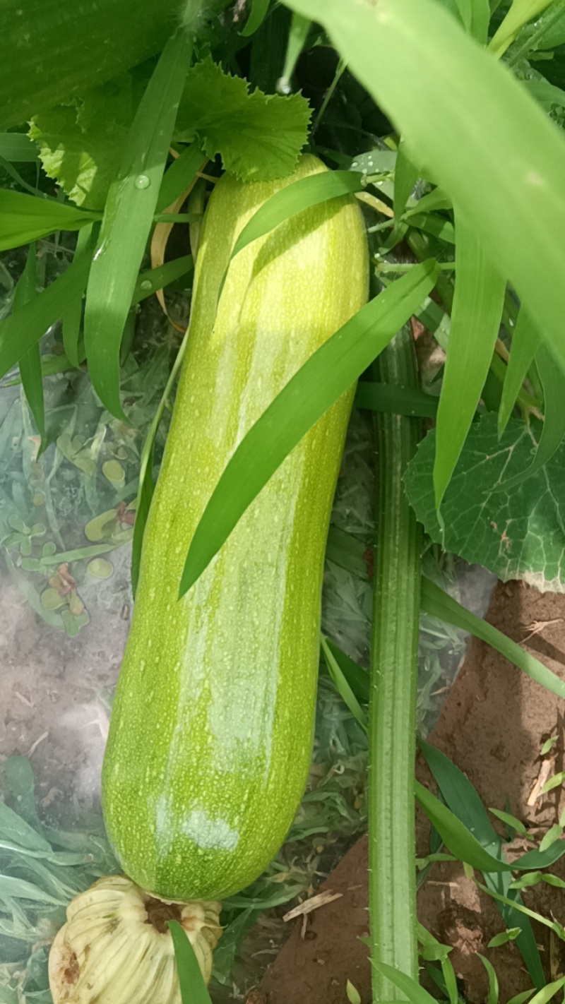 陕西省咸阳市淳化县方里镇冯寨村油西葫芦