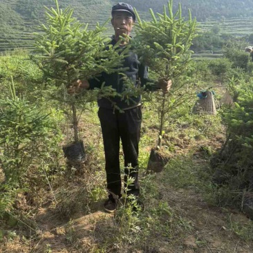青海云杉杯苗21杯1米起步