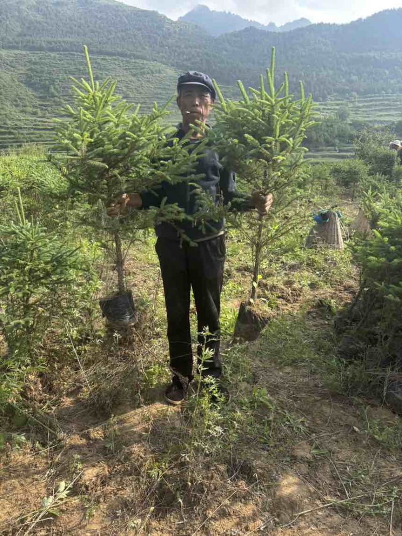 青海云杉杯苗21杯1米起步