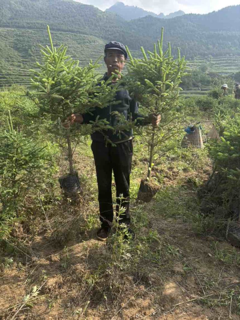 青海云杉杯苗21杯1米起步