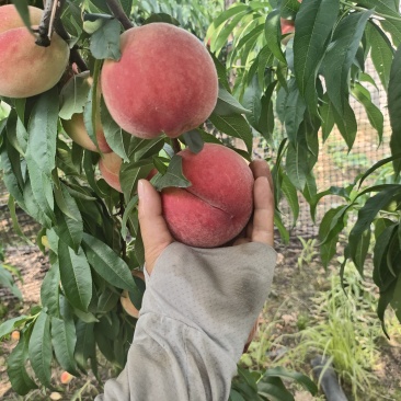 霸王桃75mm起步每天300框量大从优