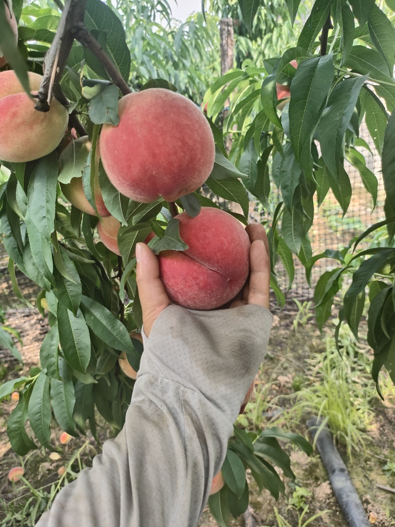 霸王桃75mm起步每天300框量大从优