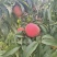 霸王桃75mm起步每天300框量大从优