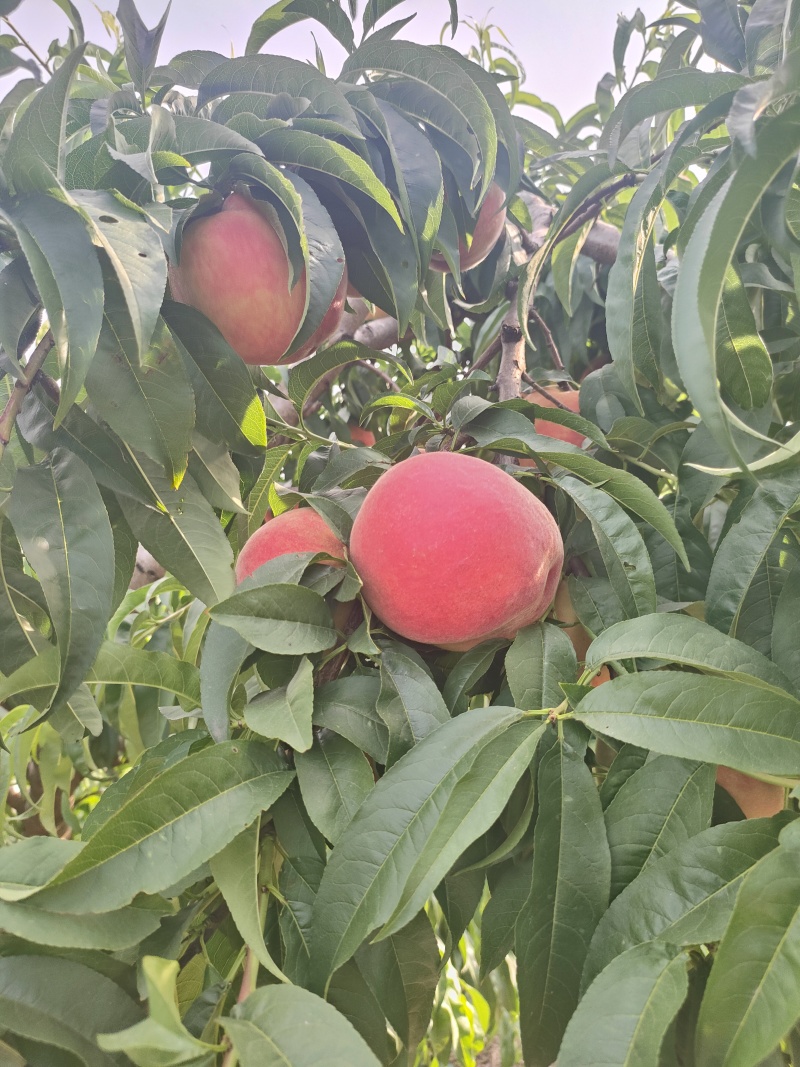 霸王桃75mm起步每天300框量大从优