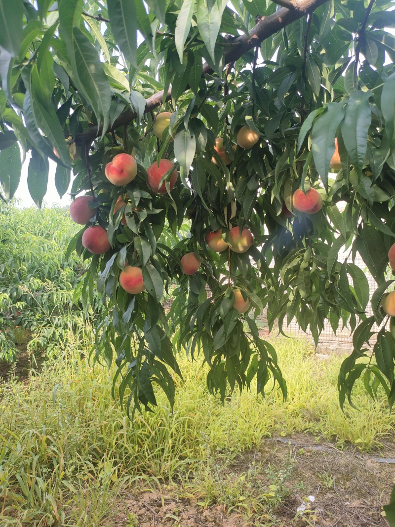 霸王桃75mm起步每天300框量大从优
