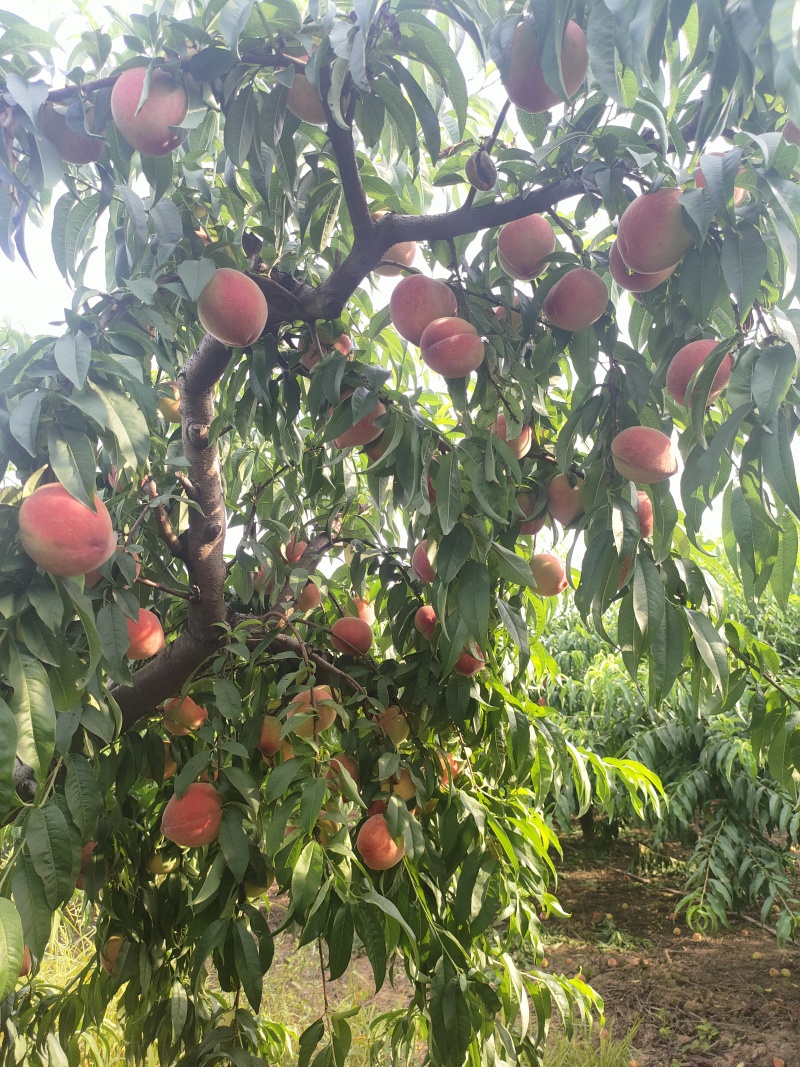 霸王桃75mm起步每天300框量大从优