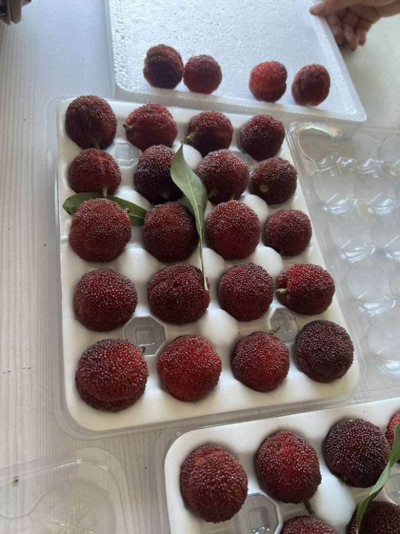 东魁杨梅
