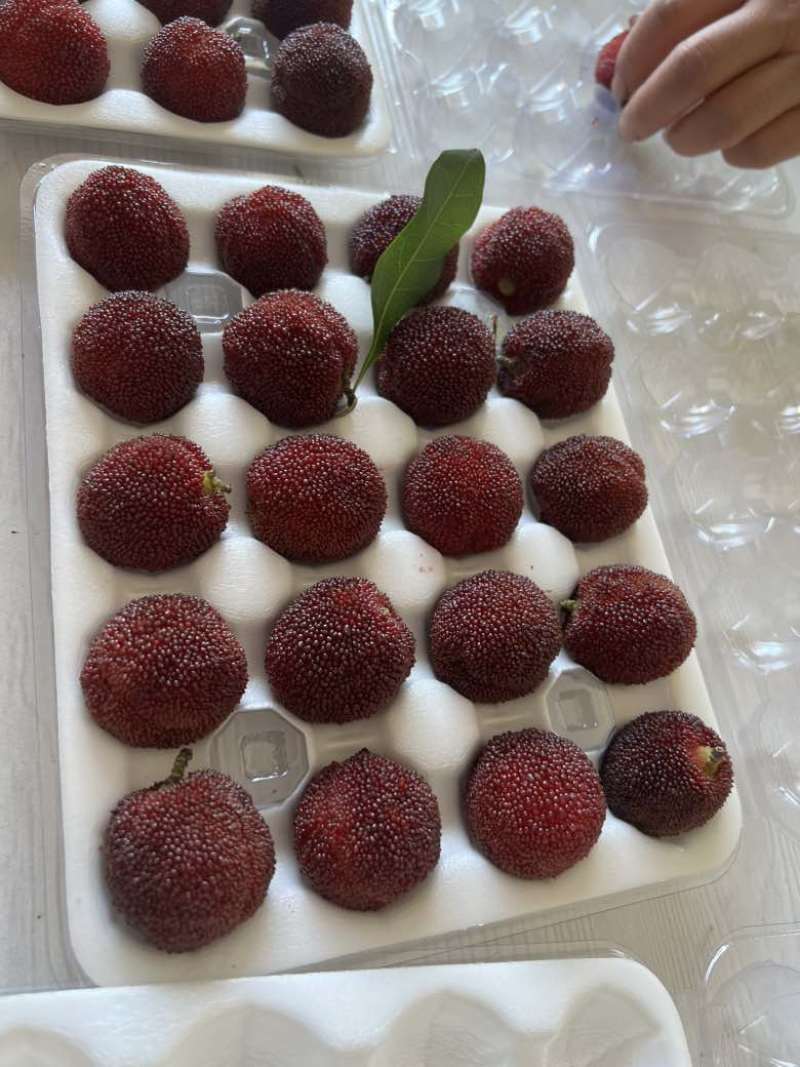 东魁杨梅