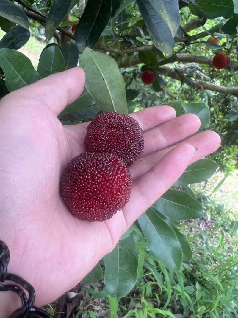 东魁杨梅