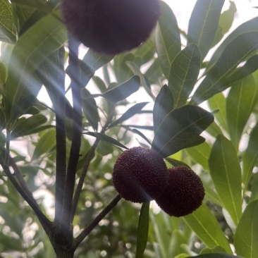 东魁杨梅
