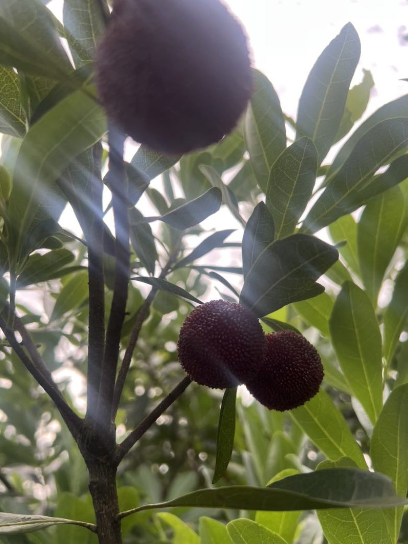 东魁杨梅