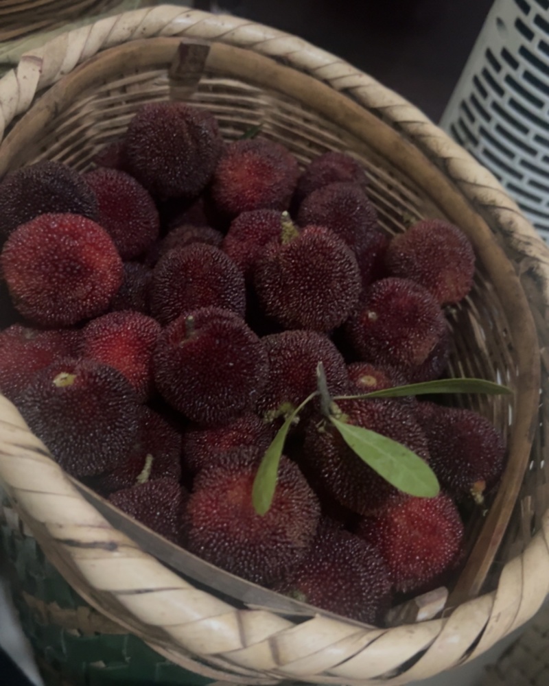 东魁杨梅