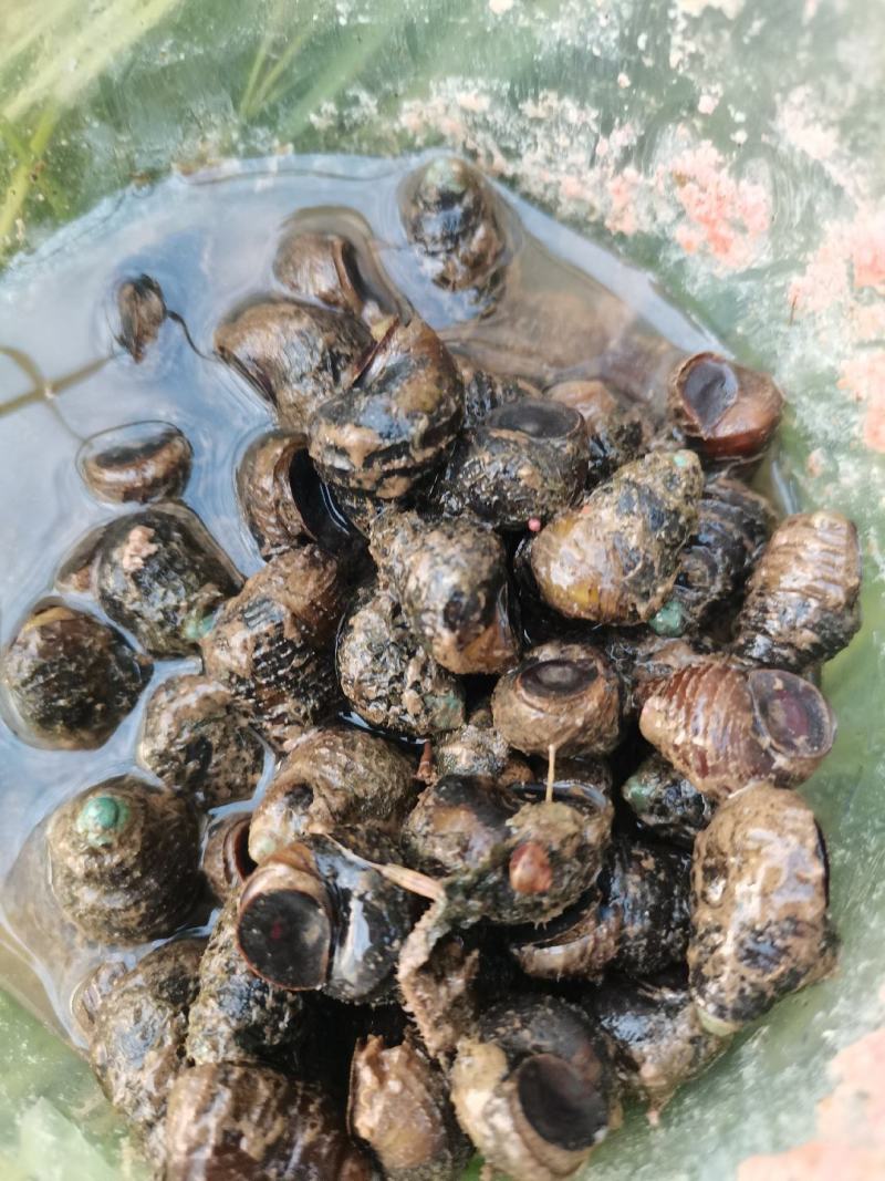 湖南螺丝