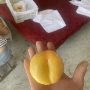紫霞