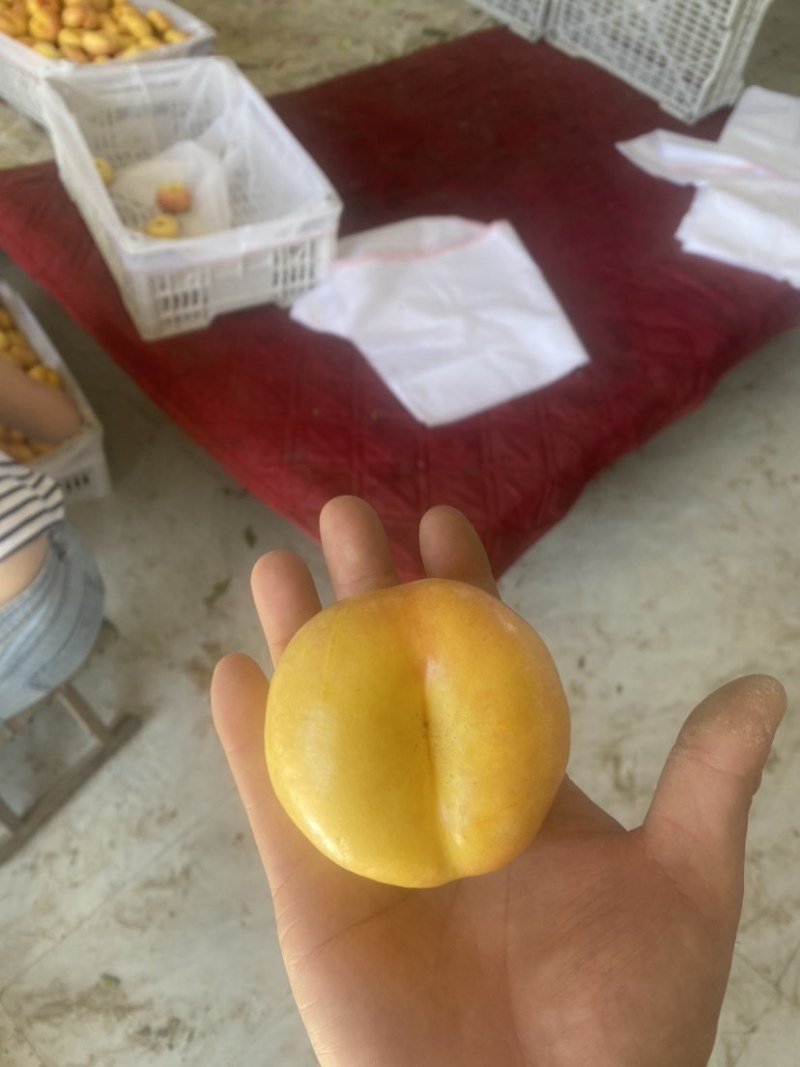 紫霞
