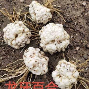 龙牙红鲜货