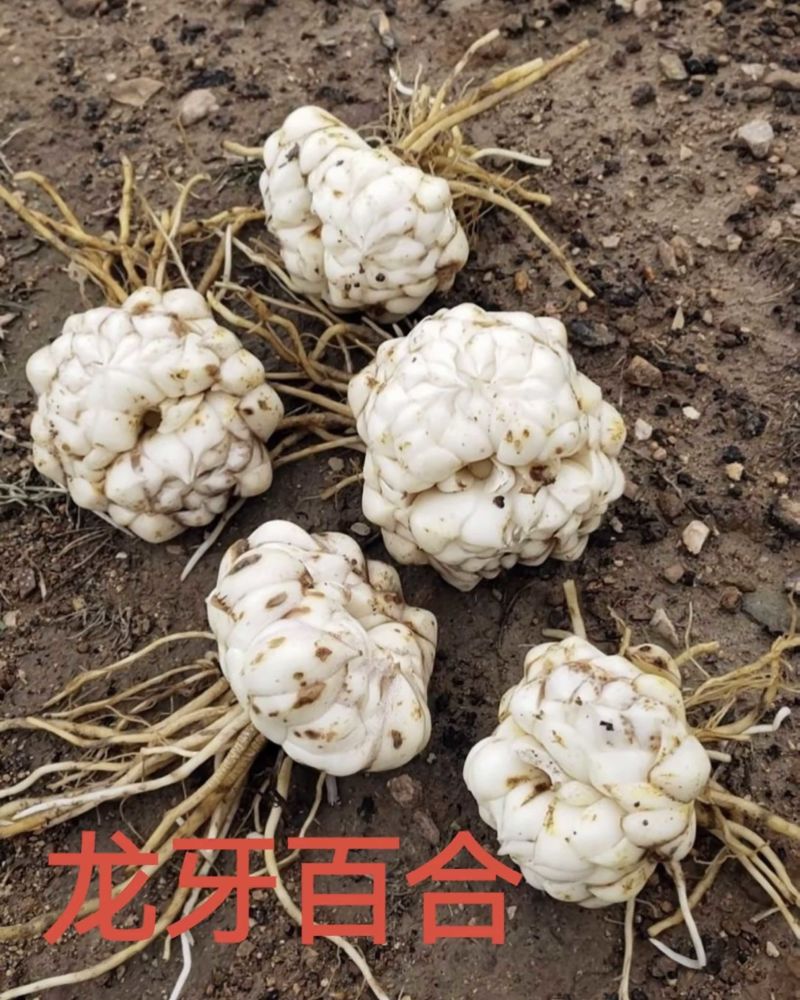 龙牙红鲜货