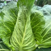 牛心菜