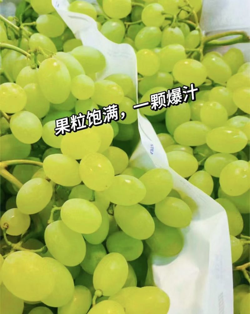 维多利亚葡萄精品葡萄产地直发品质保障量大从优可视频看货