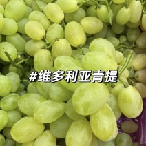 维多利亚葡萄精品葡萄产地直发品质保障量大从优可视频看货