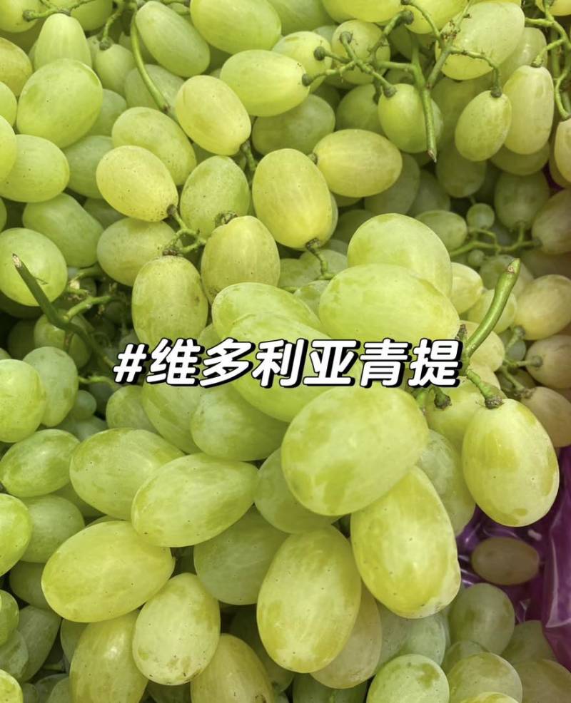 维多利亚葡萄精品葡萄产地直发品质保障量大从优可视频看货