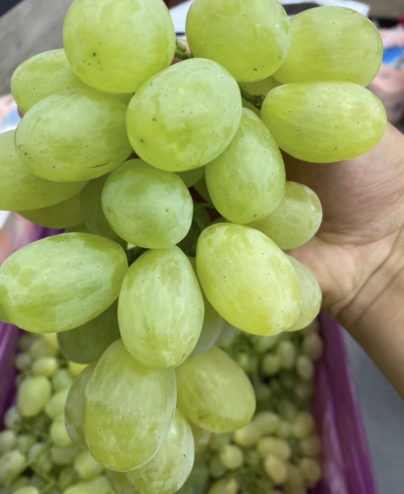 维多利亚葡萄精品葡萄产地直发品质保障量大从优可视频看货
