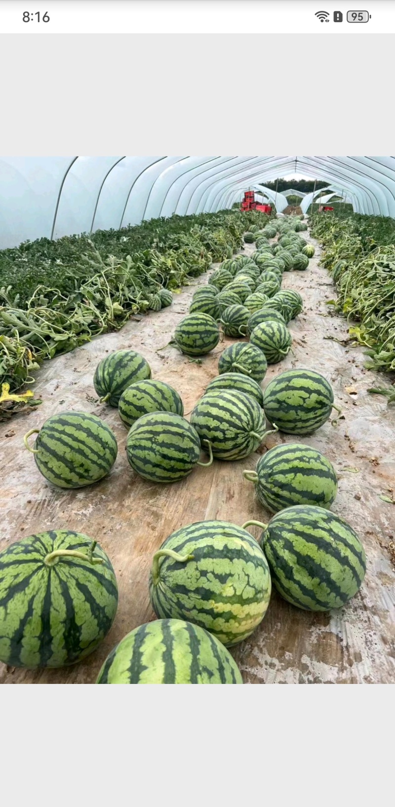 西瓜价格美丽长期供应