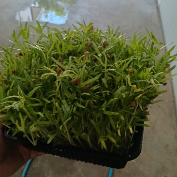 空心菜苗