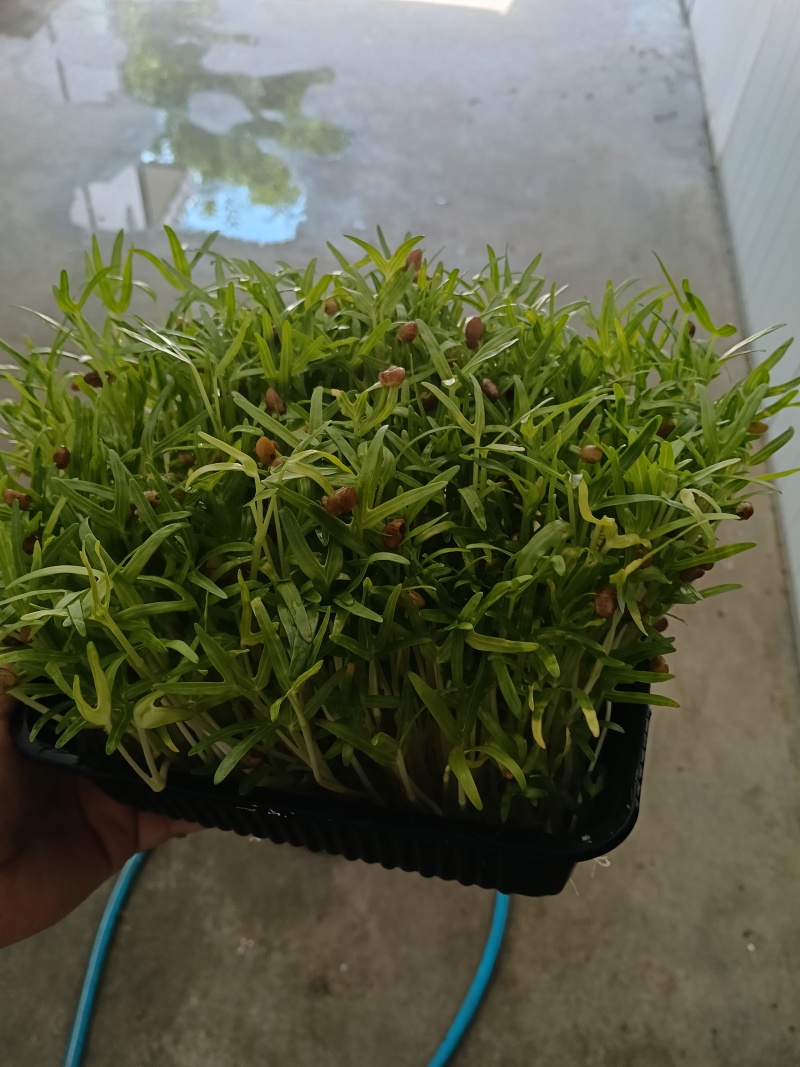 空心菜苗