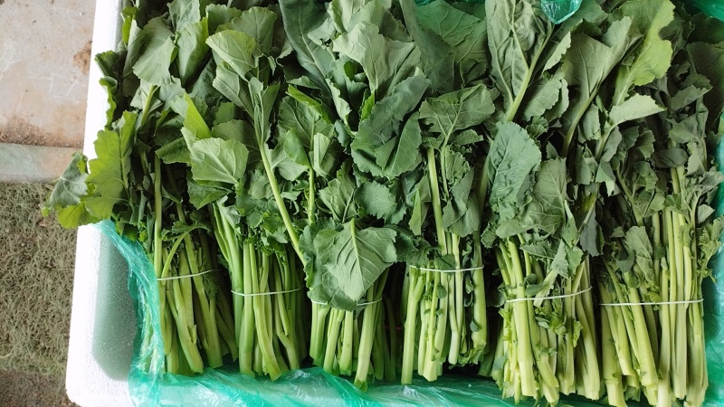 板小青，板兰根青菜