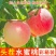 山西水蜜桃
