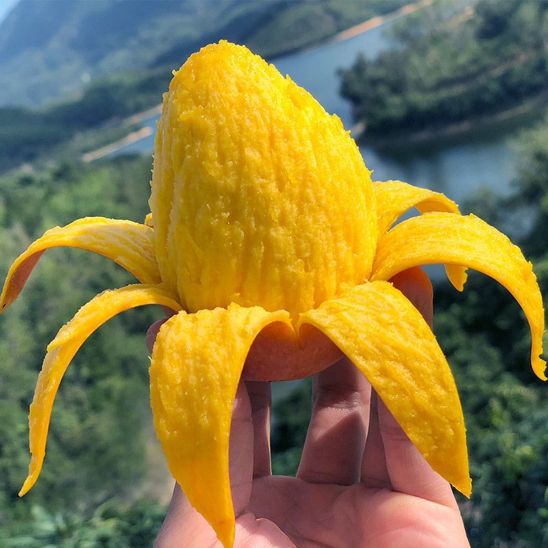 正宗芒果，大量上市