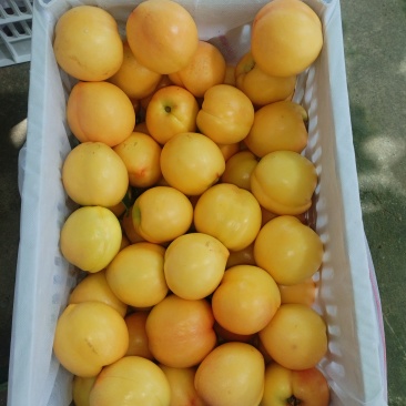 咸阳油桃，蟠桃，