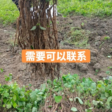 一年两年