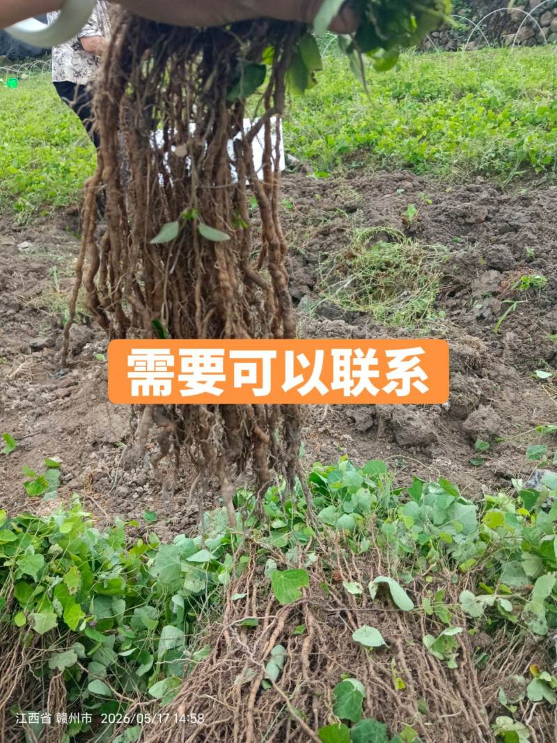 一年两年