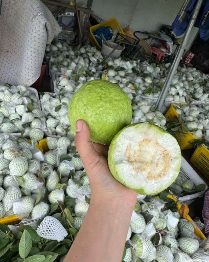 珍珠番石榴，批发