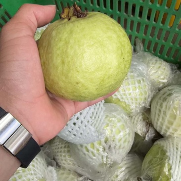 珍珠番石榴，批发