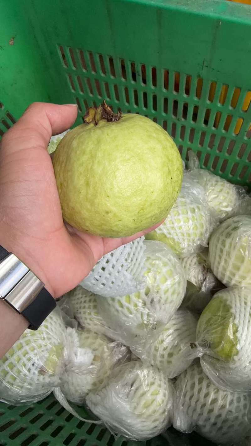珍珠番石榴，批发