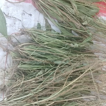 车前草干货