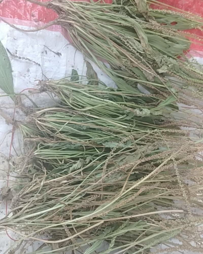 车前草干货