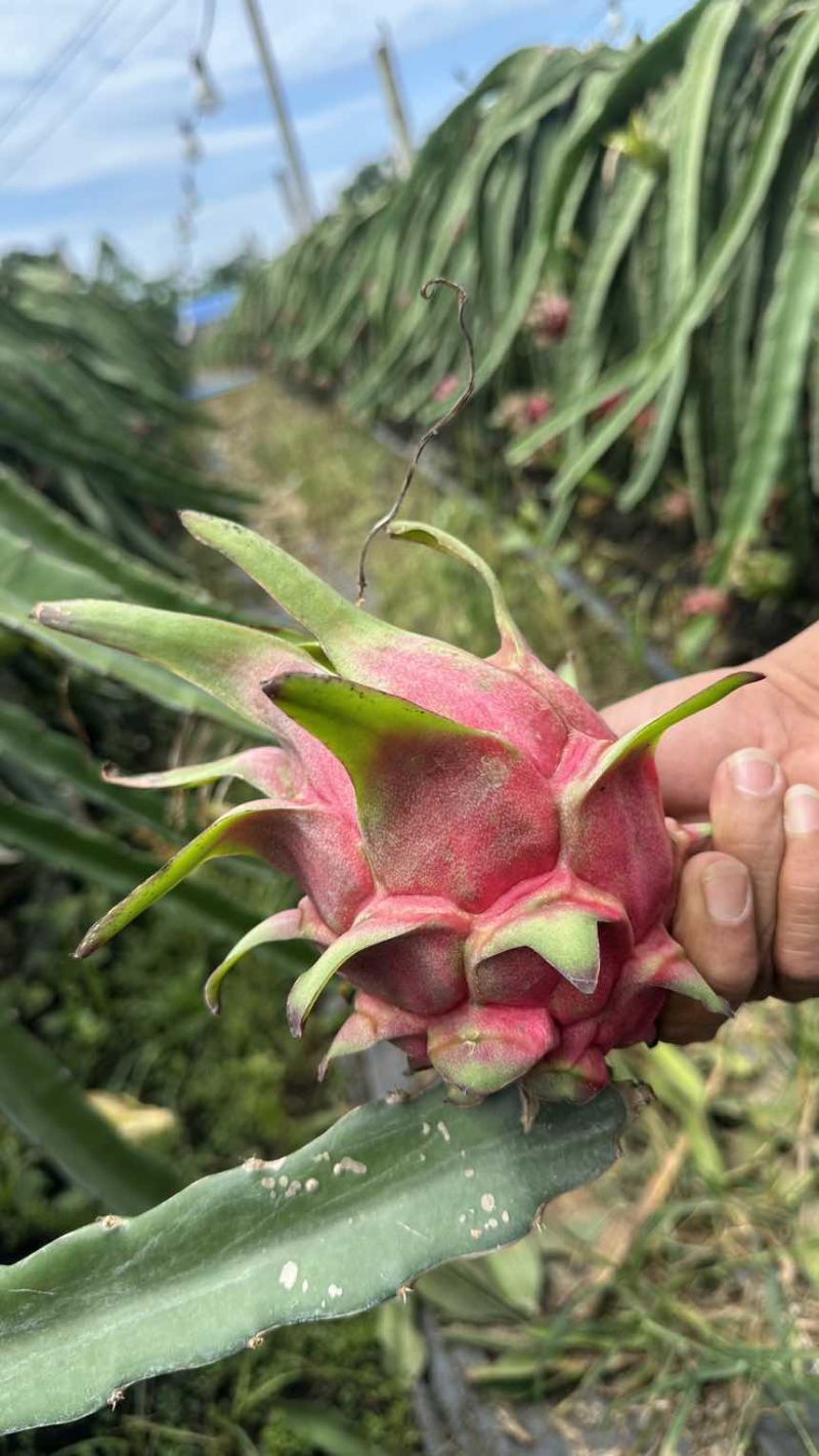 红心火龙果