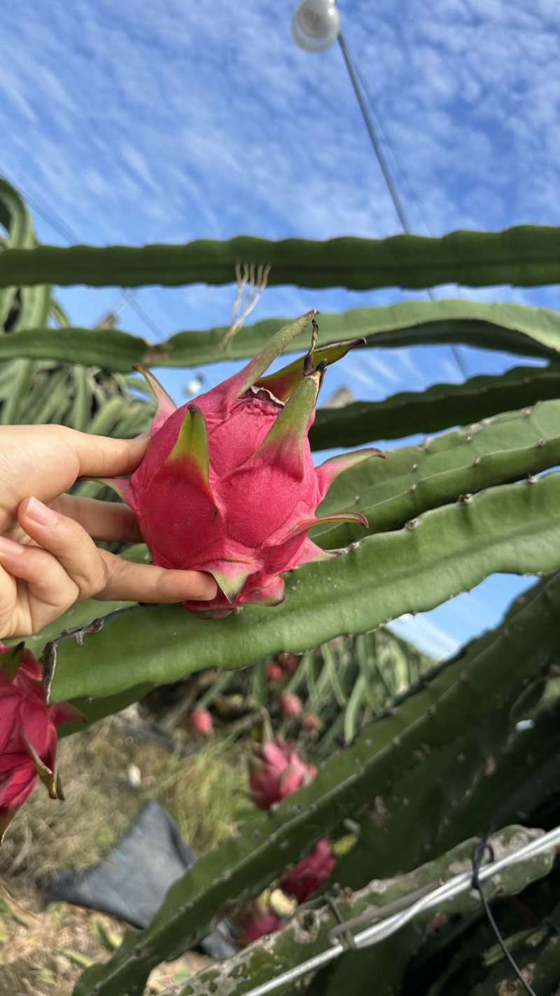 红心火龙果