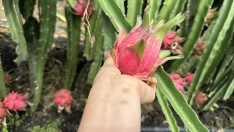 红心火龙果