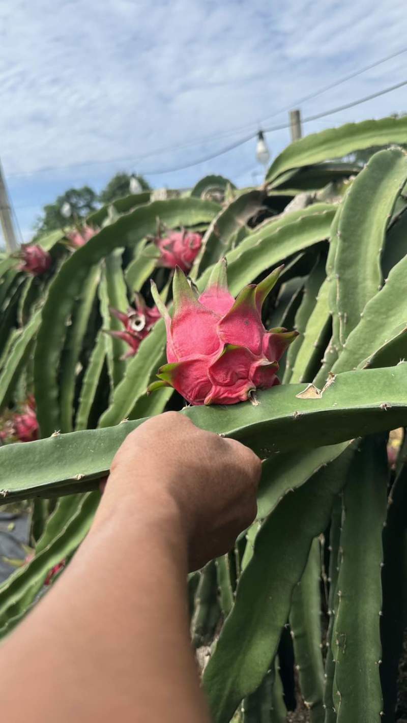 红心火龙果