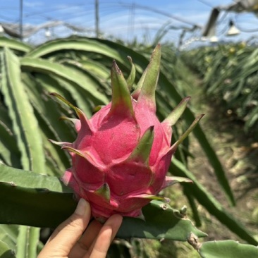红心火龙果