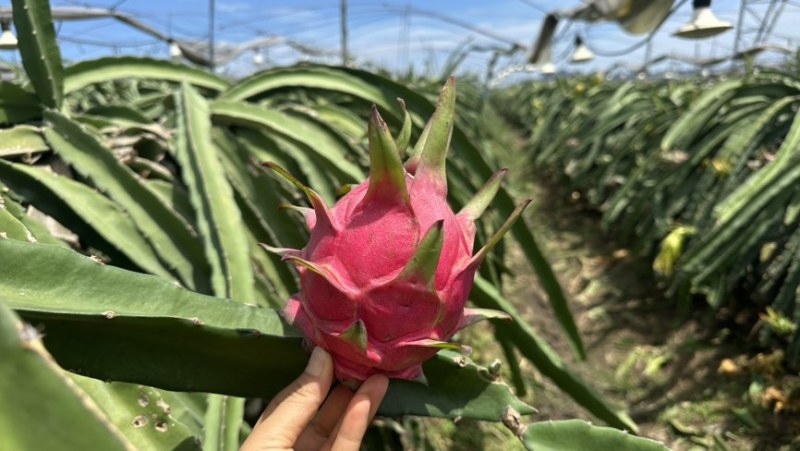 红心火龙果