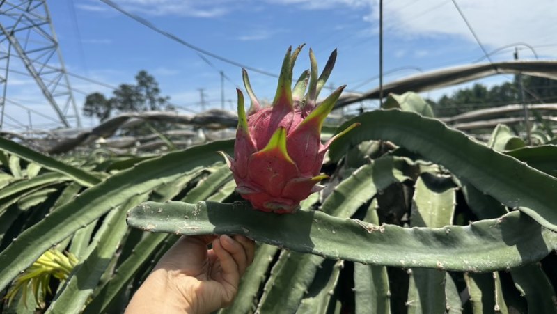 红心火龙果