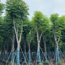 国庆花(黄山栾树)10-25，基地直销，一手货源，大量低价出